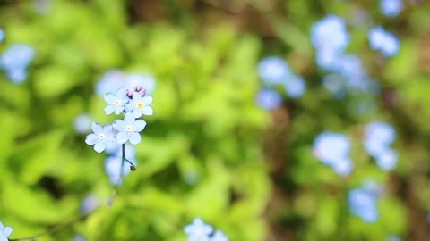 Forhet-me-not closeup Stock Footage 77265244