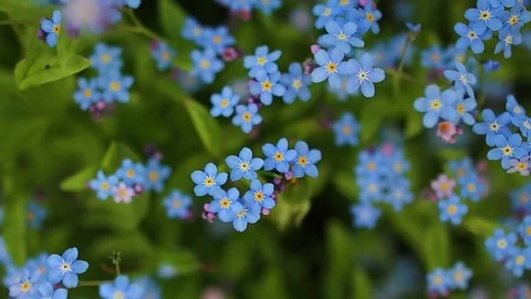 Forhet-me-not closeup Stock Footage 77296769