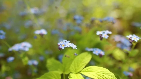 Forhet-me-not closeup Stock Footage 78224113