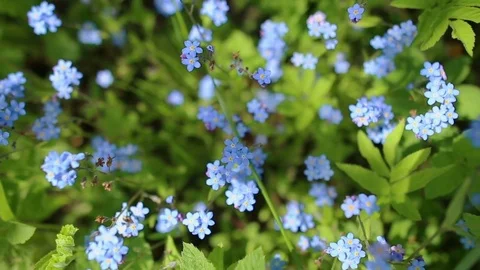 Forhet-me-not closeup Stock Footage 78225357