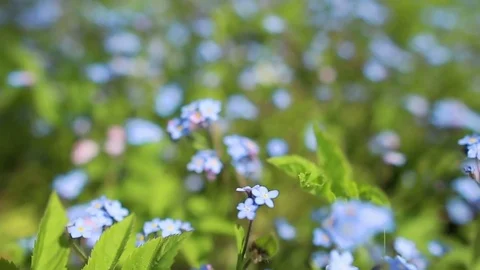 Forhet-me-not closeup Stock Footage 78738274