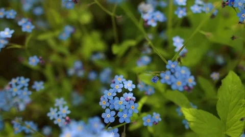 Forhet-me-not closeup Stock Footage 79067315