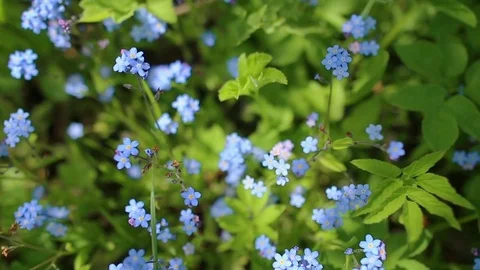 Forhet-me-not closeup Stock Footage 79094229