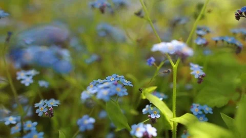Forhet-me-not closeup Stock Footage 80015252