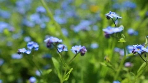 Forhet-me-not closeup Stock Footage 80457519