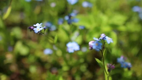 Forhet-me-not closeup Stock Footage 80594266