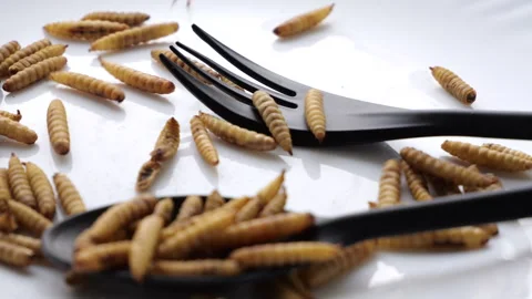 Fork and spoon picking up fried mealworms in mid-air action shot Stock Footage 303623404