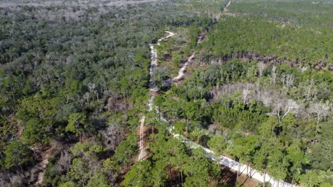 Fork in the dirt road in pine tree forest Florida Stock Footage 229898297