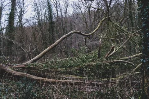 Fork fallen tree close-up Stock Photos