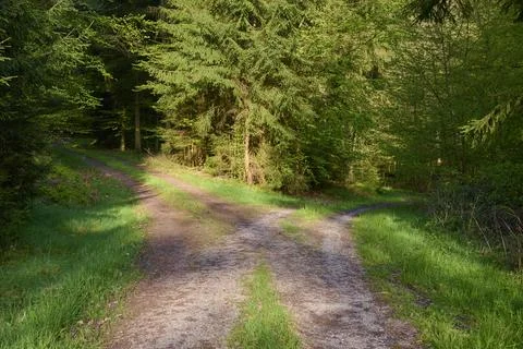 Fork forest path morning spring Vielbrunn Michelstadt Odenwald Hesse Germany Stock Photos