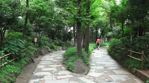 Fork In Green Forest Pathway Stock Footage 51880183