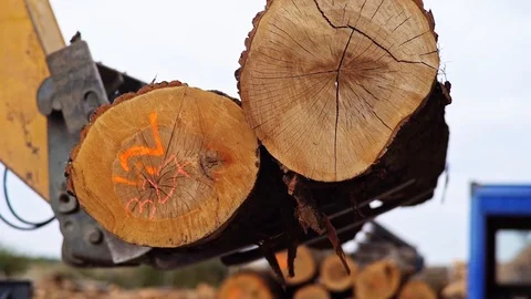 Fork Lift Loading Tree Trunks Logs Transporting Wood Logging Vídeo Stock 128490925