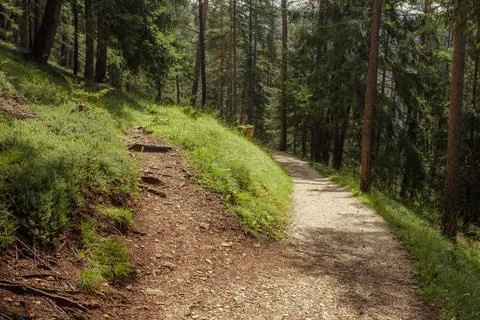 A fork long a path inside a peaceful forest , no people around Stock-Fotos