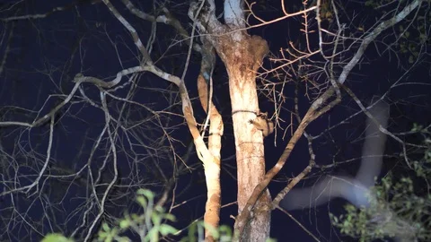 Fork Marked Lemur Climbing Up Tree, Kirindi Forest Reserve, Madagascar Stock Footage 122277095