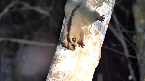 Fork Marked Lemur Drinking Sap On Branch, Kirindi Forest Reserve, Madagascar Stock Footage 122278692