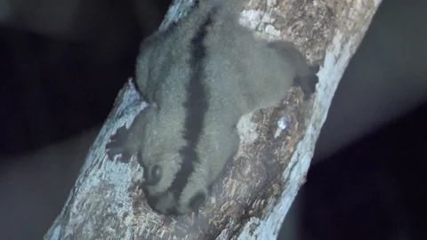 Fork Marked Lemur Drinking Tree Sap, Kirindi Forest Reserve, Madagascar Stock Footage 122278350