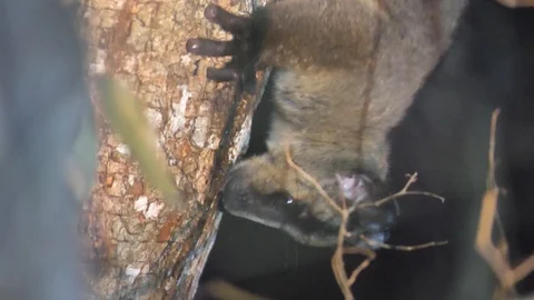 Fork Marked Lemur Drinking Tree Sap, Kirindi Forest Reserve, Madagascar Stock Footage 122278929