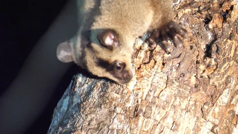 Fork Marked Lemur Foraging For Food, Kirindi Forest Reserve, Madagascar Stock Footage 122279052