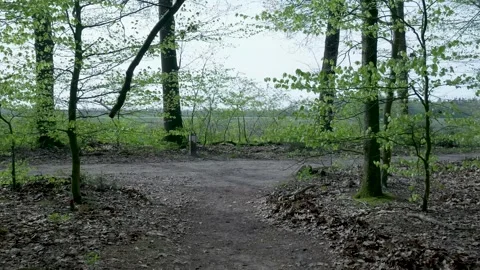 Fork in the road at a path in a beautiful spring forest 스톡 동영상 336594508
