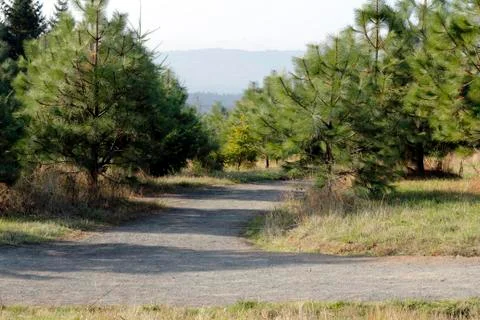 A fork in the road Stock Photos