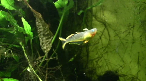 Fork tailed blue eye fish 스톡 동영상 51449374