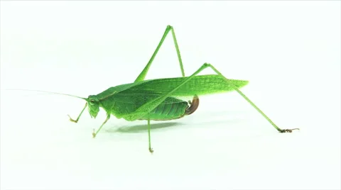 Fork-tailed Bush Katydid Stock Footage 64803483