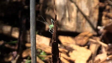 Fork-tailed bush katydid nymph Stock Footage 37254117