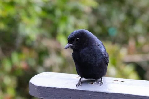 Fork-tailed Drongo Bird Looking (Dicrurus adsimilis) Stock Photos