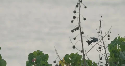 Fork-tailed drongo-cuckoo Sit On Tree Branches In Morning. Surniculus Stock Footage 304440083