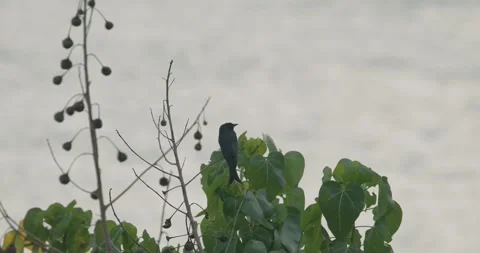 Fork-tailed drongo-cuckoo Sit On Tree Branches In Morning. Surniculus Stock Footage 304440336