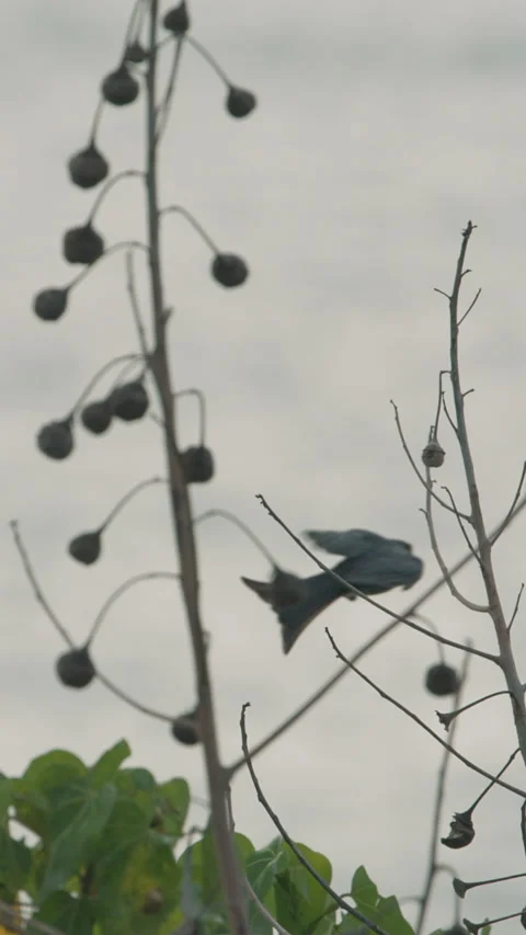 Fork-tailed drongo-cuckoo Sit On Tree Branches In Morning. Surniculus Stock Footage 309958987