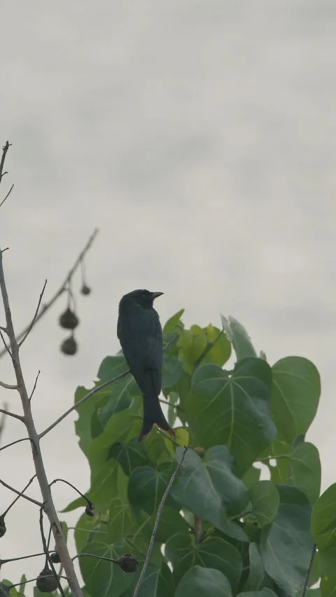 Fork-tailed drongo-cuckoo Sit On Tree Branches In Morning. Surniculus Stock Footage 312425741