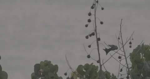 Fork-tailed drongo-cuckoo Sit On Tree Branches In Morning. Surniculus Stock Footage 328376250