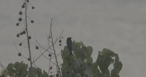 Fork-tailed drongo-cuckoo Sit On Tree Branches In Morning. Surniculus Stock Footage 328376534