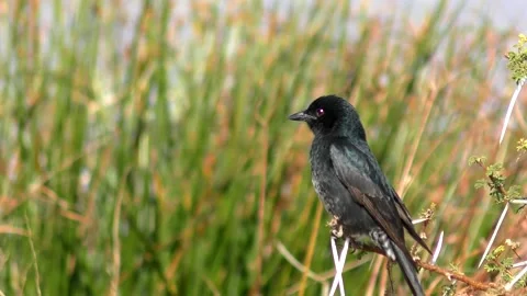 Fork-tailed Drongo Flew Away.   _(Clip 0139-b) Stock Footage 134739632