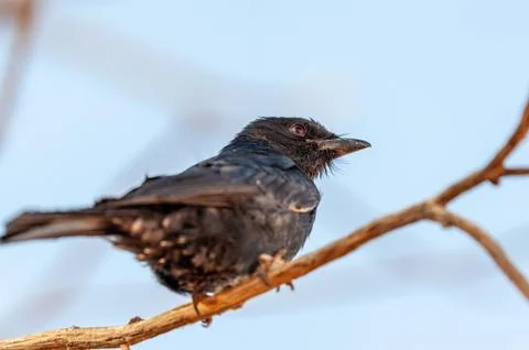 Fork-tailed drongo in Namibia Stock Photos