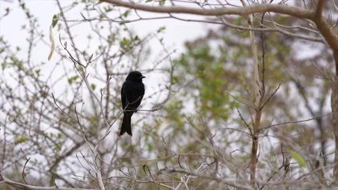 Fork-tailed drongo perched on a branch in the wind - Kruger Park, South Africa Stock Footage 161531381