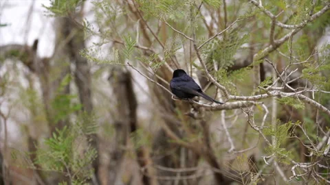Fork-tailed drongo perched on a branch in the wind - Kruger Park, South Africa Stock Footage 161531405