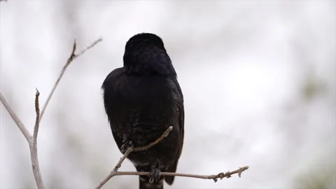 Fork-tailed drongo perched on a branch in the wind - Kruger Park, South Africa Stock Footage 161531451