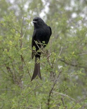 A Fork-tailed Drongo perched in a Bush in South Africa Stock Photos