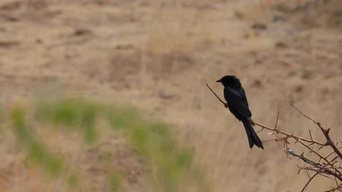 Fork tailed Drongo sitting on a branch in Etosha National Park, Namibia Stock Footage 106346573
