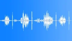 Fork-tailed drongo Sound Effect