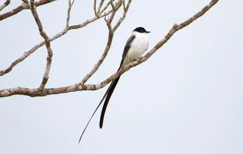 Fork-tailed flycatcher in Belize Stock Photos