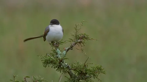 Fork-tailed flycatcher 動画素材 86663484