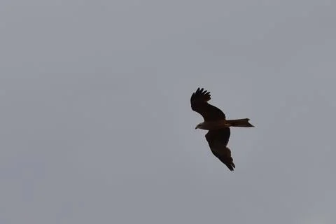 Fork-tailed kite in flight. Stock-Fotos