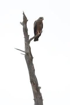 Fork-tailed kite Milvus migrans affinis. Foto stock