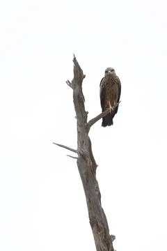 Fork-tailed kite Milvus migrans affinis. Stock-Fotos