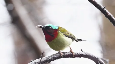 Fork-tailed Sunbird Perched on Branch Stock Footage 331006095
