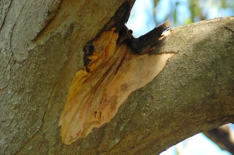 The fork of a tree, showing young bark and weeping sap. Stock Photos