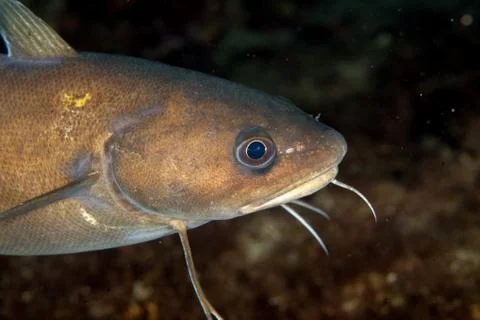 Forkbeard, Phycis phycis Foto stock